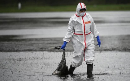 Thế giới có thể đối mặt 1 đại dịch mới từ chủng gia cầm bị bỏ qua này