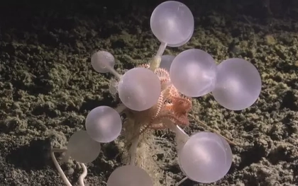 Phát hiện ‘quả bóng tử thần’ dưới đáy biển sâu