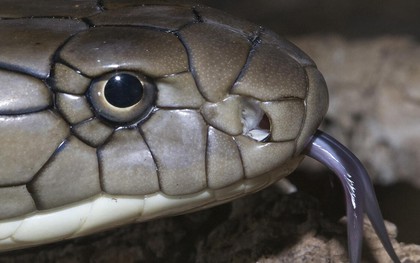 Loài rắn độc dài nhất thế giới, Việt Nam cũng có: Một cú tấn công đủ giết 20 người