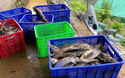 Sạt lở núi làm chết gần 70 tấn cá tầm, thiệt hại hơn 8 tỉ đồng