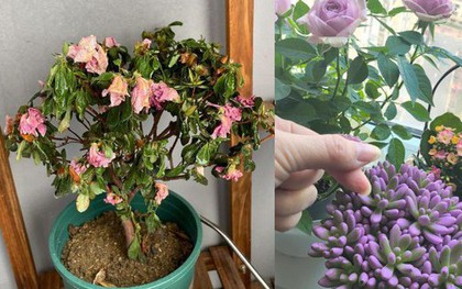 7 năm trồng hoa, tôi nhận ra: 4 thói quen tưởng vô hại nhưng khiến cây mãi không nở nổi một bông