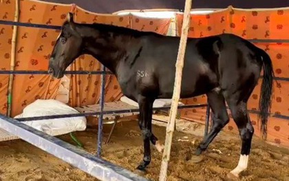 Con ngựa màu đen có giá lên tới 44,5 tỷ đồng
