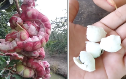 Loại quả được trả trăm ngàn 1kg nhưng chủ vườn nhất quyết không bán, người miền Tây nhìn là biết ngay