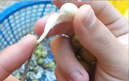 Thứ hạt người Việt thường dùng để nấu chè, ai ngờ lại là “báu vật” cho tim mạch, tiết niệu, cân bằng nội tiết