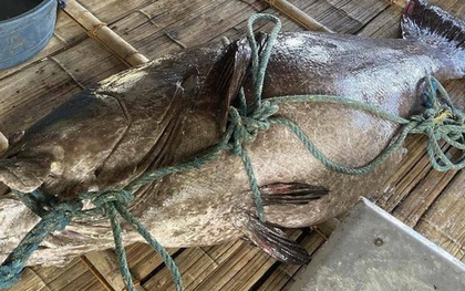 Ngư dân bắt được con cá mú khổng lồ nặng 194kg trên biển