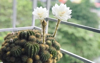 Thấy 4 cây này ra hoa đừng vội mừng, coi chừng là lời nhắc vận xui đang cận kề