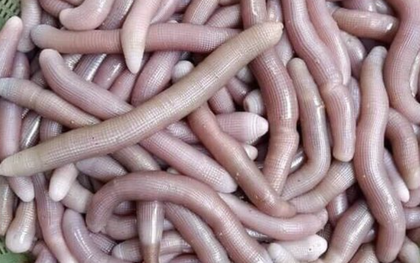 Độc lạ đặc sản trùng biển tên nghe lạ, nhìn trông sợ nhưng cực bổ dưỡng