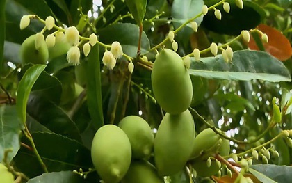 Thứ quả chua chát mùa nước nổi miền Tây, một khi đã nếm khó lòng quên