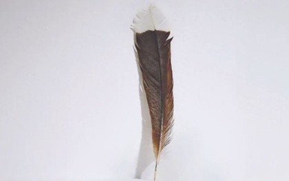 Cận cảnh chiếc lông chim hơn 700 triệu đồng, có gì đặc biệt mà "đắt hơn vàng"?