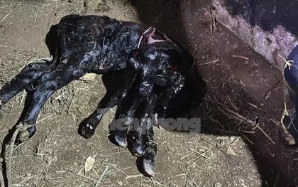 Nhiều người kéo đến xem bò sinh ra bê có 6 chân ở Quảng Ngãi