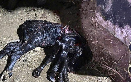 Lạ lùng bò mẹ sinh bê con 6 chân ở Quảng Ngãi