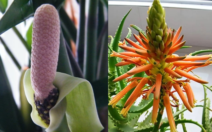 Tu 3 kiếp mới thấy 4 cây cảnh nở hoa: Điềm báo trúng số, gia chủ may túi ba gang mà hốt tiền!