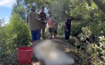 Người đàn ông 39 tuổi tử vong vì bị kiến cắn khi đang tỉa cây