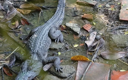 Nam thanh niên ở Khánh Hòa bị cá sấu tấn công khi đi câu cá