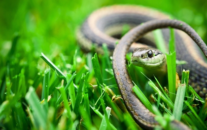 5 loài cây khiến rắn kinh sợ, thấy là lập tức bỏ đi: Dễ trồng, giá rẻ mà hiệu quả bất ngờ