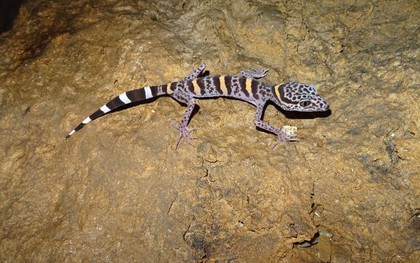 “Báu vật” quý hiếm tại Việt Nam: Thế giới chỉ 2 nước có, đứng trước bờ vực tuyệt chủng