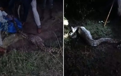 Bắt được con trăn khổng lồ dài 3,7 mét, nặng 50kg