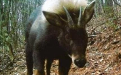 Loài vật quý hiếm bậc nhất hành tinh bất ngờ tái xuất sau 500.000 năm tuyệt tích