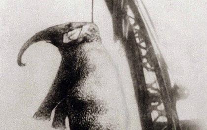 Con voi bất hạnh nhất lịch sử