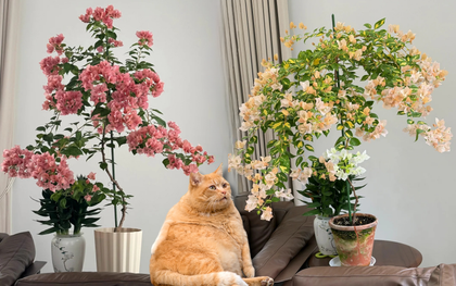 Tết 2026 có nên tậu một chậu hoa giấy bonsai về chưng nhà? Câu trả lời khiến ai yêu cây cũng “xiêu lòng”