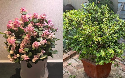 Tôi buộc phải bỏ cây ngọc bích đã trồng suốt 8 năm: Bốn lý do khiến “cây tài lộc” trở thành gánh nặng trong nhà