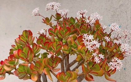 3 cây càng trồng lâu gia đình càng hưng thịnh, con cháu đời sau dễ thành tài