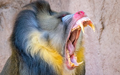 Loài khỉ lớn nhất thế giới: Những 'gã khổng lồ' lang thang theo đàn hơn 800 con trong rừng Gabon