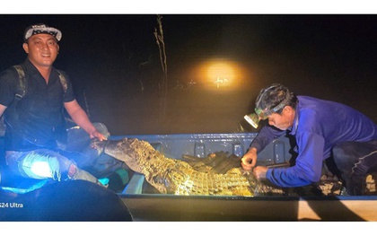 Hốt hoảng khi cá sấu dài 2m dính lưới trên sông Cái Cỏ ở Tây Ninh