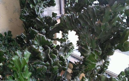 Ông bà dặn không sai: 3 cây đuổi tà ma trừ âm khí, nhà nào cũng nên trồng