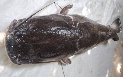 Săn “thủy quái” trên dòng sông chảy ngược ở Tây nguyên