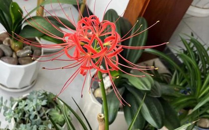 May mắn lắm tôi mới biết để bỏ 5 loại hoa này trong nhà: “Hoa thì tươi, còn người thì không” - nếu nhà bạn có, nên chuyển chúng ra ngoài ngay