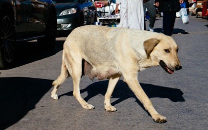 Maroc bị chỉ trích vì giết hàng nghìn con chó vì World Cup