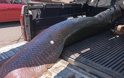 Ngư dân câu được con cá hải tượng khổng lồ nặng 100kg trên sông