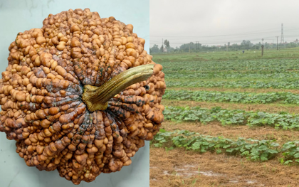 "Sởn gai ốc" trước quả bí đỏ nổi mụn cóc tại Việt Nam