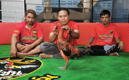 Con gà chọi được trả 2,8 tỷ đồng, người đàn ông từ chối bán