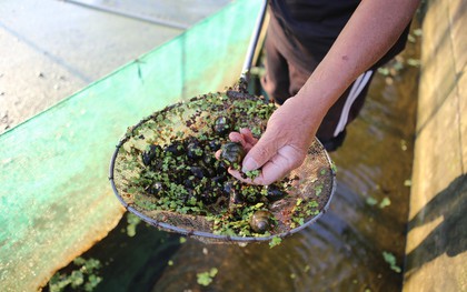 Tìm ra “mỏ vàng" trong ao, lão nông Hưng Yên mở lối đổi đời