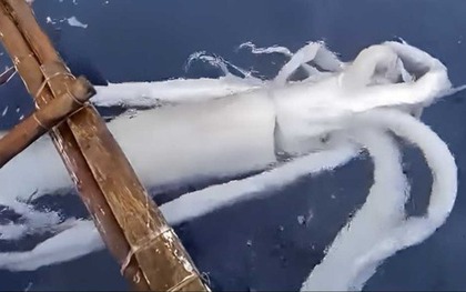 Ngư dân câu được con mực khổng lồ nặng 50kg trên biển