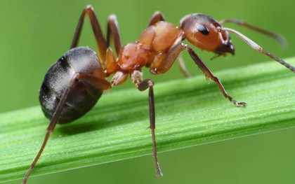 7 loại cây kiến rất ngại “đụng mặt”, thấy là sẽ quay đầu