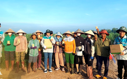 Thả sinh vật chưa đến 1mm ra ruộng mía: Đột phá ý tưởng đưa mía Việt chinh phục Mỹ, EU