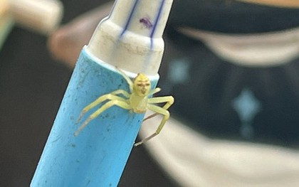 Nhện “mặt người” gây chú ý trên mạng Thái Lan