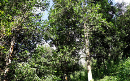 Một loại sản vật thế giới rất hiếm nhưng riêng 1 tỉnh của Việt Nam đã trồng hơn 43.000 ha: Xuất khẩu thu về hơn 47 triệu USD, nước ta cùng Trung Quốc là ‘ông trùm’ toàn cầu