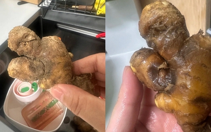 Nhiều chị em trồng gừng bonsai nhưng chẳng được mấy ngày đã thối um cả nhà, đây là lý do chí mạng