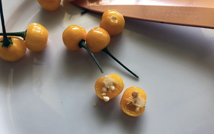 Việt Nam trồng được loại gia vị đắt nhất hành tinh, lên tới hơn 900 triệu/kg