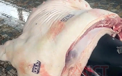 Bắt 3 cán bộ thú y liên quan vụ thịt heo nhiễm bệnh được đóng dấu kiểm dịch