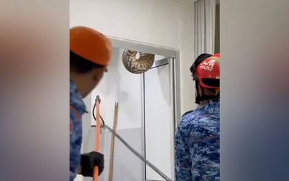 Trăn khổng lồ chọc thủng trần nhà vệ sinh, gây kinh hãi ở Malaysia