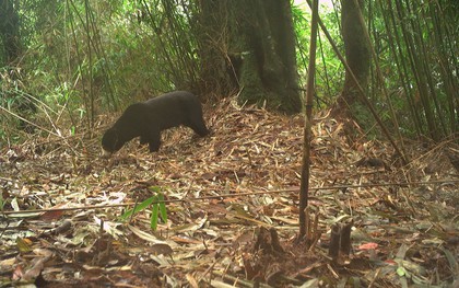 Đặt camera giữa rừng sâu, các nhà bảo tồn bất ngờ phát hiện loài vật cực kỳ quý hiếm vắng bóng hơn 20 năm