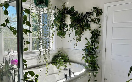 Để loại cây này trong nhà tắm, nấm mốc sẽ biến mất, không khí khô thoáng hơn: Mùa đông càng nên trồng