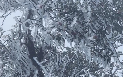 Đỉnh Tà Xùa ở Lào Cai xuất hiện băng giá