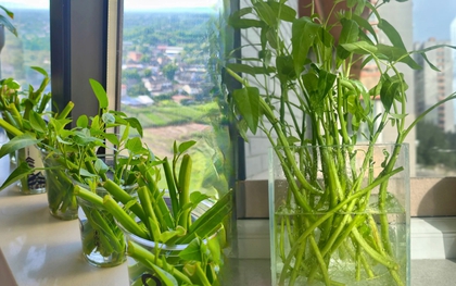 Giá rau tăng vùn vụt, chị em rủ nhau trồng rau muống thủy canh: Cắm cọng rau vào nước là có cả bình ăn mệt nghỉ