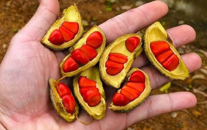 Loại hạt xưa rụng "thối gốc" không ai nhặt, nay giá tiền triệu/kg